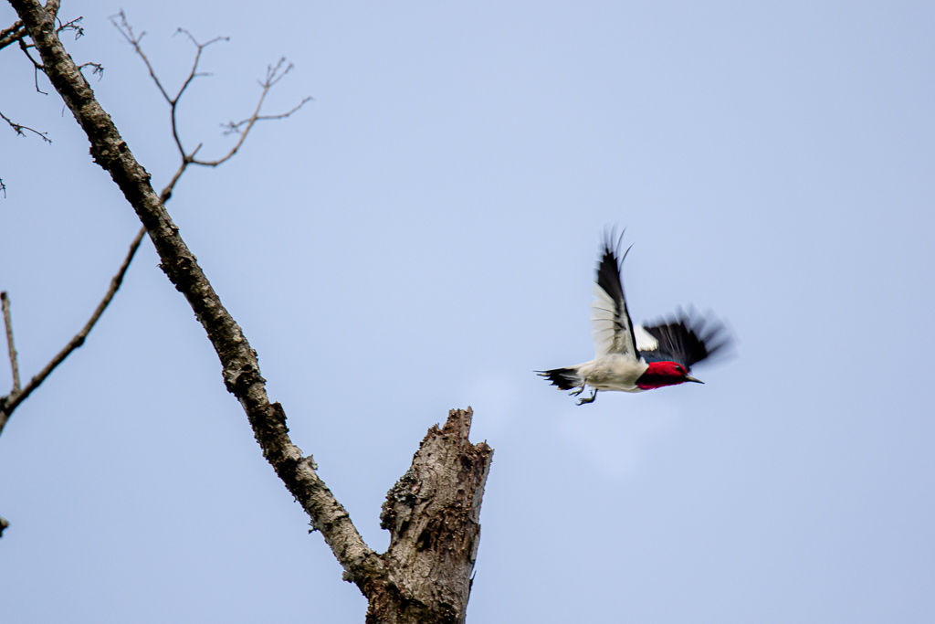 Backyard Birds NH-2172.jpg